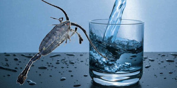 Vad hände egentligen med vattnet på Gotland?