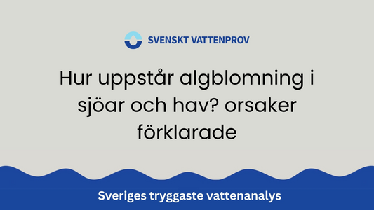 Hur uppstår algblomning i sjöar och hav? orsaker förklarade
